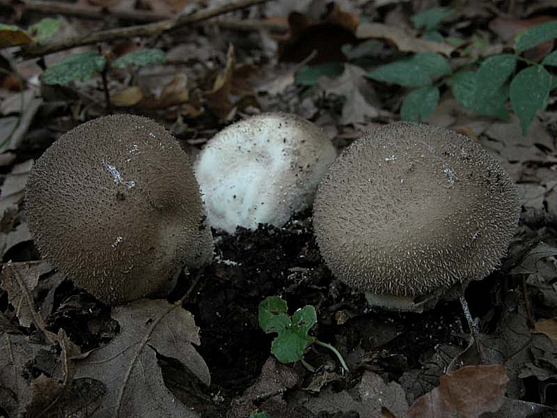 Due giorni di raccolta in 20 foto